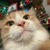 cat_caboodles